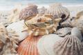 Shell Whisper
